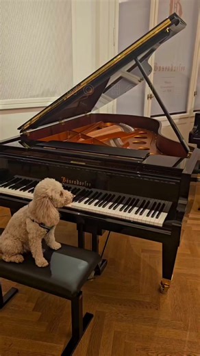 𝐇𝐞̣̂ 𝐭𝐡𝐨̂́𝐧𝐠 𝐭𝐮̛̣ 𝐜𝐡𝐨̛𝐢 𝐏𝐢𝐚𝐧𝐨 𝐃𝐢𝐬𝐜 - 𝒫𝒾𝒶𝓃ℴ ℋℴ𝓊𝓈ℯ — Được thành lập từ năm 1988, đến nay, PianoDisc là nhà sản xuất hệ thống tự động chơi piano số một thế giới. Trong một thời gian rất ngắn đã trở thành một trong những công ty thành công, sáng tạo và có ảnh hưởng nhất trong ngành công nghiệp các sản phẩm về âm nhạc. Được phát triển bởi hãng PianoDisc – PRODIGY là hệ thống chơi piano tự động với độ phân giải cao nhất thế giới – với hơn 1024 cấp độ thể hiện và phản ứng ch