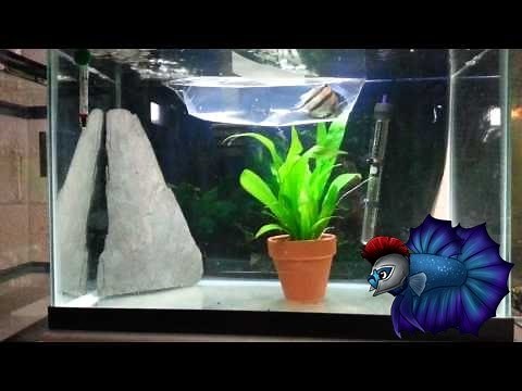 Angelfish Breeding Tank Setup