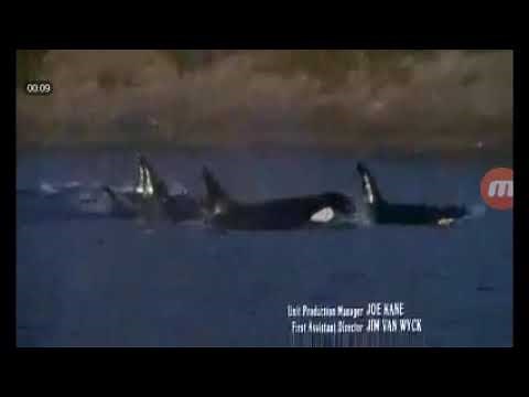 Free Willy 2 The Andventure Home (1995) End Credits