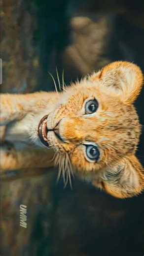 A King's Legacy: Simba & Mufasa 👑The Circle of Life in 4K ✨Pure Nostalgia: The Lion King 🦁❤️The
