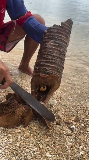 “You Won’t Believe What Came Out of This Giant Shell! 😱”