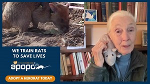 For a small donation, you can virtually adopt a HeroRAT and make a difference in the world. We save lives by training rats to rid the world of landmines and tuberculosis ❤️🌍 | APOPO