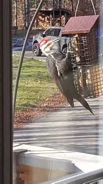 Pileated woodpecker at the feeder • Grand pic à la mangeoire