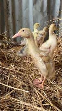 27 days old runner ducks ducklings with Dreamy and Kate