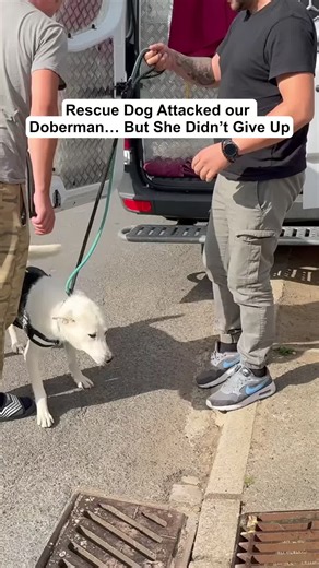 Rescue Dog Attacked our Doberman… But She Didn’t Give Up #foryou #rescue #dog #rescuedog #viral #goldenkobefamily