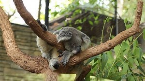 Koala Stock Footage Video (100% Royalty-free) 5894831 | Shutterstock