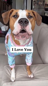 7.2M views · 580K reactions | Luna Speaks Perfect English Compilation. | Luna The Pittie | Facebook