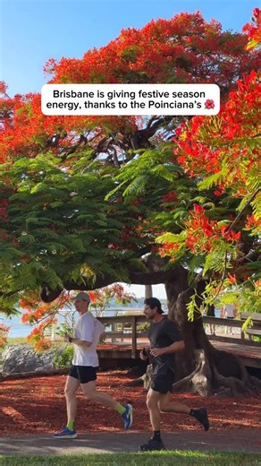 Brisbane’s annual “red carpet” has officially rolled out! 🌺🌿✨ Brisbane’s Poinciana trees are showing off again and their red canopies are almost impossible to miss. Wander riverside paths and heritage suburbs around Brisbane to see the blooming trees for yourself. 📍Newstead Park – @visitbrisbane #QueenslandHolidayFeeling #ThisIsQueensland #SeeAustralia #VisitBrisbane #Spring | Visit Queensland, Australia