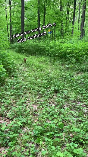 Rare Encounter with a Frightened Baby Deer!