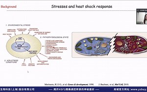 《作者面对面》第一期丨HSF1的可诱导和可逆相分离调控热休克基因表达（直播-回放）嘉宾篇