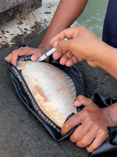 Karp Fish Breeding Techniques and Tips