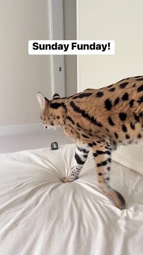 37K views · 5K reactions | She loves listening to all the new sounds after her nap! | Chloe the Serval | Facebook