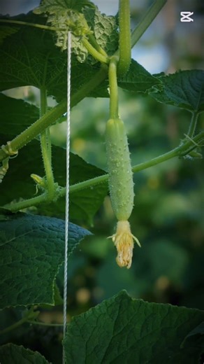 From Flower to Cucumber: The Pollination Process 🐝🌼