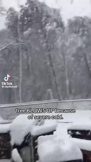 The Phenomenon of Exploding Trees in Winter Storms