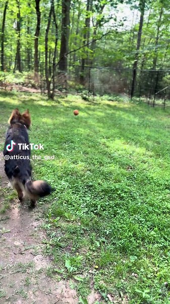 Atticus_The_GSD on TikTok