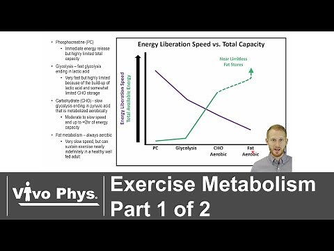 Exercise Metabolism Part 1 of 2 - Energy Systems (UPDATED VERSION IN DESCRIPTION)