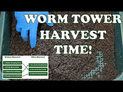 Worm Castings Harvest Day in My Vermihut Worm Tower + Worm Time Lapse | Vermicompost Worm Farm