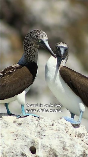 Blue-footed booby