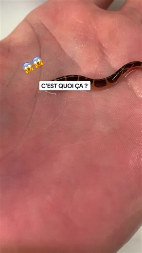 Découverte Étrange dans Mon Aquarium : Gros Ver de Terre ou Petit Serpent ?
