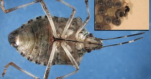 Invasive stink bugs, parasitic wasps, and why the pest is appearing in Michigan homes