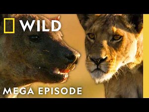 Clashes & Conflicts: Lions, Wolves, & More | Animal Fight Night MEGA Episode | Nat Geo Animals