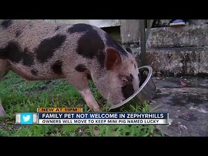 Homeowners urge city leaders to allow mini pigs in Zephyrhills