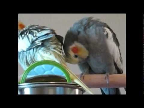 Pet Bird Behaviors and What They Mean