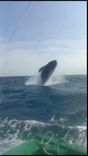 ¡Llegaron las ballenas a Piura, Perú! Uno de los capitanes de Pacífico Adventures tuvo este impresionante encuentro en una de sus faenas de pesca navegando entre Cabo Blanco y Los Órganos (Talara - Piura). A muy pocos días delninicio de la temporada de ballenas 2024. Para más información escríbenos al WhatsApp: 51 998176199 #encuentroconballenas #temporadaballenas2024 #reservamartropicaldegrau