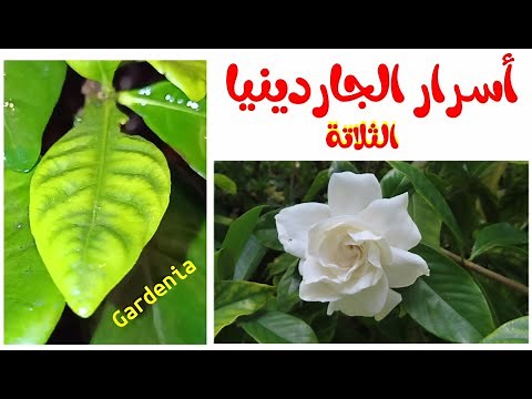 الجاردينيا، مشاكل النبات و أسرار الحفاظ على غاردينيا مزهرة و مخضرة Gardenia