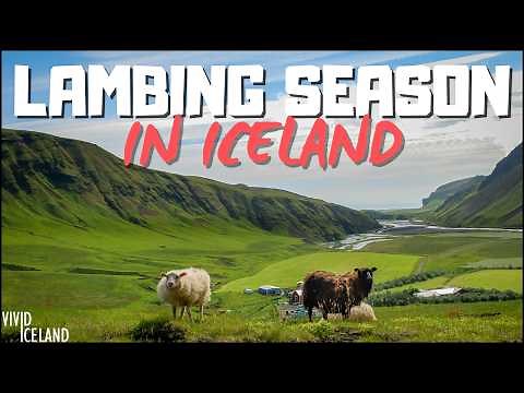 Cuteness Overload: Visiting an Icelandic Sheep Farm in the Heart of Iceland