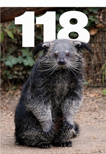 Curiosidades sobre el Binturong: El Mamífero que Huele a Palomitas