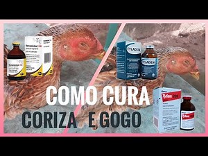 Como cura coriza em galinhas