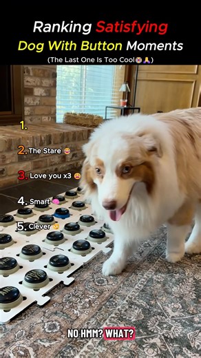 Ranking the Smartest Dogs Using Talking Buttons! #shorts #viralvideo #dog #funny