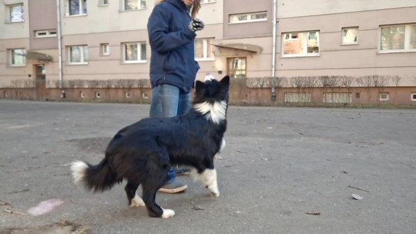 Jak często trenujecie z psami ? #dogcomunity #dog #bcccccccccccccccccccccc #piesel #pies #BC #bctype #trend #dlaciebie #@🪿