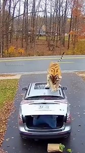 Tiger Ambush in Residential Driveway. Dateline: Wooded Suburbs, Vermont - October 12, 2025. Story: A routine grocery run turned into a fight for survival when a tiger emerged from the treeline and charged at a local woman. Security footage captures her diving into her station wagon's open trunk just as the predator lunged. The tiger aggressively clawed at the vehicle and shattered the rear windshield before retreating. No injuries were reported as the woman remained safely inside the vehicle unt
