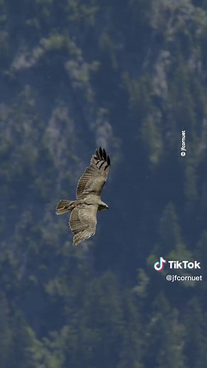 Le vol de la buse variable 😮 #oiseau #bird #buse #vol #nature