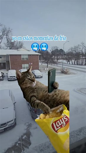 #Meme #MemeCut #CapCut | meme