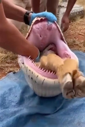 Snake eats lamb alive 😱😱#snake #hungry #attack