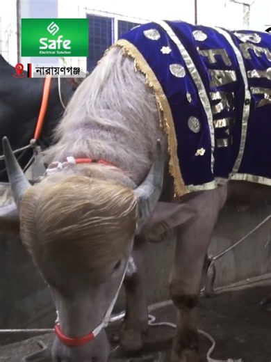 ক্রেতা নিতে আশায় ডোনাল্ড ট্রাম্পকে রাজকীয় বিদায় #ডোনাল্ড_ট্রাম্প #রাজকীয়_বিদায় #বিশ্বরাজনীতি #যুক্তরাষ্ট্র #WorldNews #Trump #USA #Politics #InternationalNews #BreakingNews #ViralNews #Trending #ForYou #FYP #BanglaNews #NewsUpdate