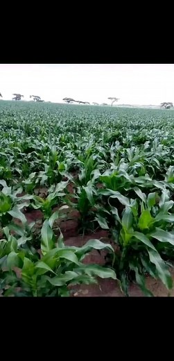 MAIZE FARMING GUIDE Planting maize on Small or large scale requires meticulous planning and execution. There are several things you need to know and here is a detailed guide to ensure a successful production. 1. Site Selection. - Choose a sunny, well-drained field with fertile soil. - Optimal soil pH 6.0–7.5 (test soil and amend if necessary). 2. Land Preparation - Clear the land , weed old vegetation. - Till the soil to a fine, loose texture using a tractor. Remove rocks or compacted layers to