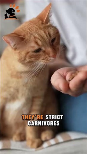 Can Cheese Actually OFFEND a Cat? 😹🧀