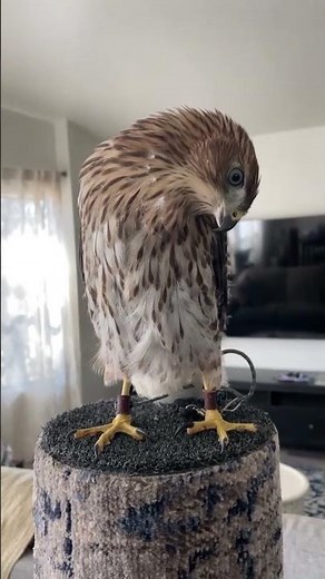 Crazy Transformation🤯 #birds #transformation #giantbird