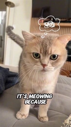 WHY YOUR Cat Only Meows To Humans (According To New Research)