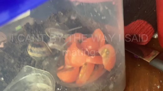 Beautiful_crocodile (@galaxy66german)’s videos with original sound - Beautiful_crocodile