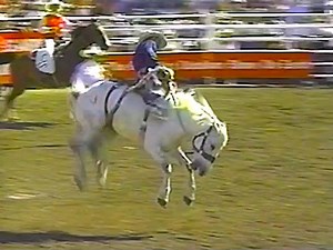 Billy Etbauer on Verne Franklin’s #435 Airwolf during the final four round of Championship Sunday to win the 1996 Calgary Stampede for 90 points. | All Things Roughstock