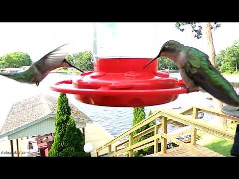 Mesmerizing Close-up Footage Of Hummingbirds In Action - Flying and Feeding Up Close!