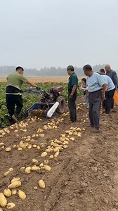 #farmlife #sustainablefarming #AgricultureTips #growyourfood #farmtotable | GreenFields Hub