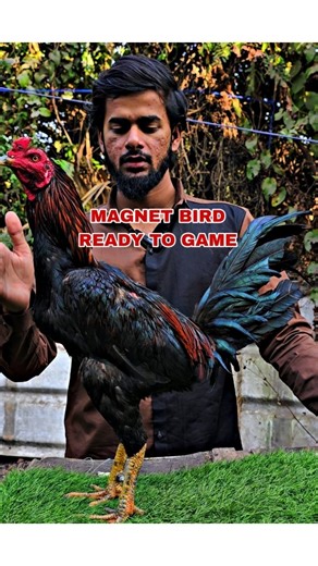 FK Aseel on Instagram: "🚫Sold Out🚫To: Kakenada Andrah Pradesh . #aseel #fkaseel #puneaseel #indianaseel #aseellovers"