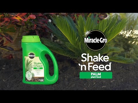 How to Use Miracle-Gro® Shake 'n Feed® Palm Plant Food