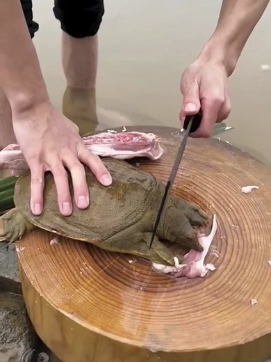 How to Prepare Turtle Meat: Step-by-Step Guide